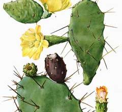 Photo of Nopal o fico d’India, benefici e proprietà medicinali