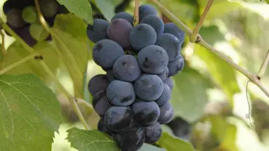 Photo of Uva, 8 benefici del suo consumo