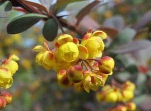 Photo of La Berberis: [Cuidados, Siembra, Riego, Sustrato y Plagas]