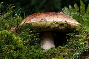 Photo of Boletus Edulis: [Caratteristiche, Coltivazione, Raccolta]