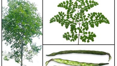 Photo of Moringa, l’albero della vita e le sue molteplici proprietà medicinali e nutritive