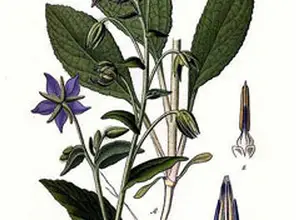 Photo of Borragine per la menopausa, infezioni respiratorie e urinarie, febbre e cura della prostata