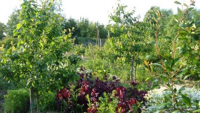 Photo of Cosa sono le foreste commestibili? Come creare biodiversità