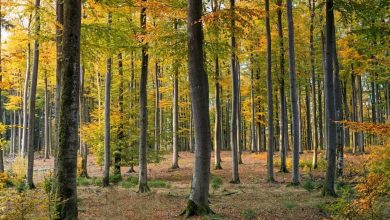 Photo of Foresta decidua: [Concetto, Caratteristiche, Fauna e Flora]