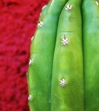 Photo of San Pedro Cactus: [Pianta, cura, substrato, irrigazione]