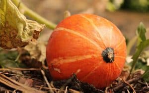 Photo of Potatura della zucca: [Date e modi per farlo]