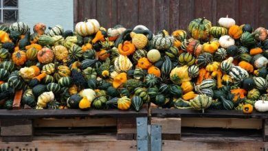 Photo of Tipi di zucche commestibili | 6 varietà di zucca o zucca