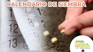 Photo of Come avviare il tuo orto biologico o ecologico: 8 passaggi essenziali