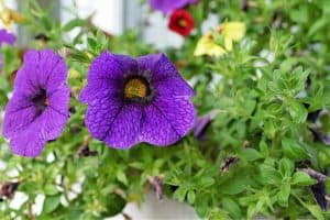 Photo of Calibrachoa: [Semina, cura, irrigazione, substrato e parassiti]