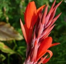 Photo of Canna Indica: [Semina, cura, irrigazione, substrato e parassiti]