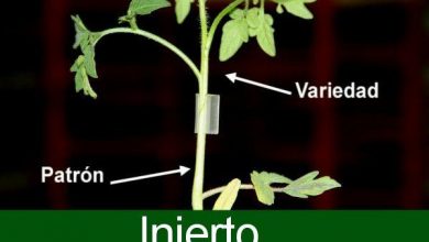 Photo of Innesti nelle piante orticole: cosa sono e come si fanno