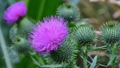 Photo of 6 erbacce in giardino: pianta di frassino, carice …