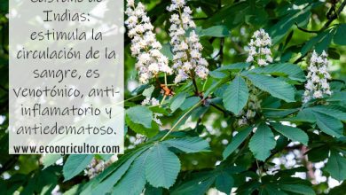 Photo of Ippocastano: rimedio naturale per la circolazione sanguigna ad azione venotonica, antinfiammatoria e antiedematosa
