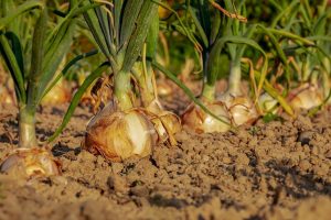 Photo of Irrigazione con cipolla: [necessità, frequenza e procedura]