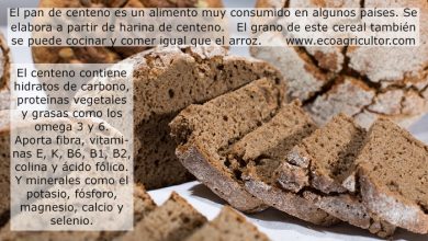 Photo of Segale: proprietà di questo cereale e come fare il pane fatto in casa con la farina di segale