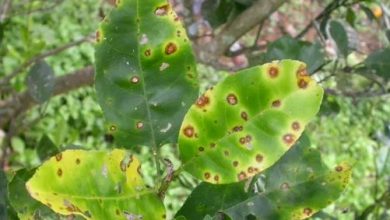 Photo of Funghi in giardino: Differenza tra oidio, peronospora, ruggine e botrite