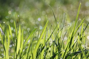 Photo of Irrigazione del prato: [Necessità, frequenza e procedura]