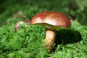 Photo of Coltivazione di funghi: [Cura, Semina, Irrigazione, Substrato e Parassiti]