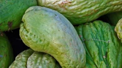 Photo of Parassiti e malattie di Chayote: guida completa con foto