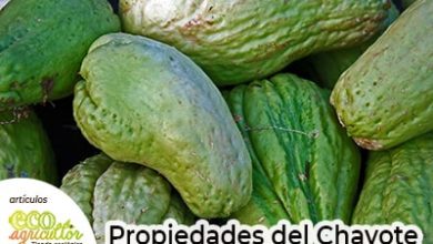 Photo of Chayote, un alimento nutriente che si prende cura della tua salute