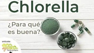 Photo of Clorella: proprietà, benefici e come assumere questa alga