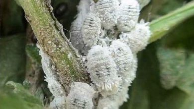 Photo of Cocciniglie bianche sulle piante: come eliminare le cocciniglie cotonose