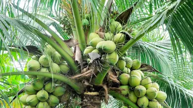 Photo of Cocco: proprietà nutrizionali e benefici per la salute