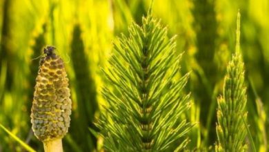 Photo of Equiseto in giardino: dove cresce l’equiseto?