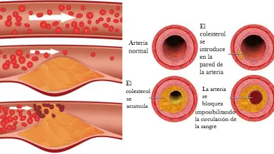 Photo of Colesterolo buono o HDL e colesterolo cattivo o LDL, trigliceridi e livelli normali