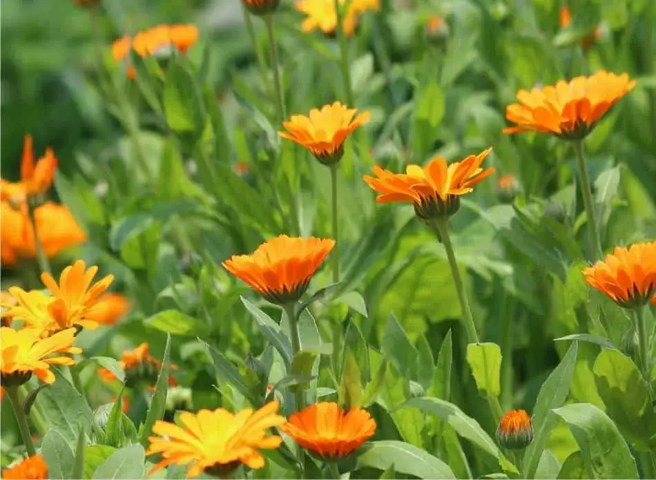 Photo of Coltiva calendula o calendula