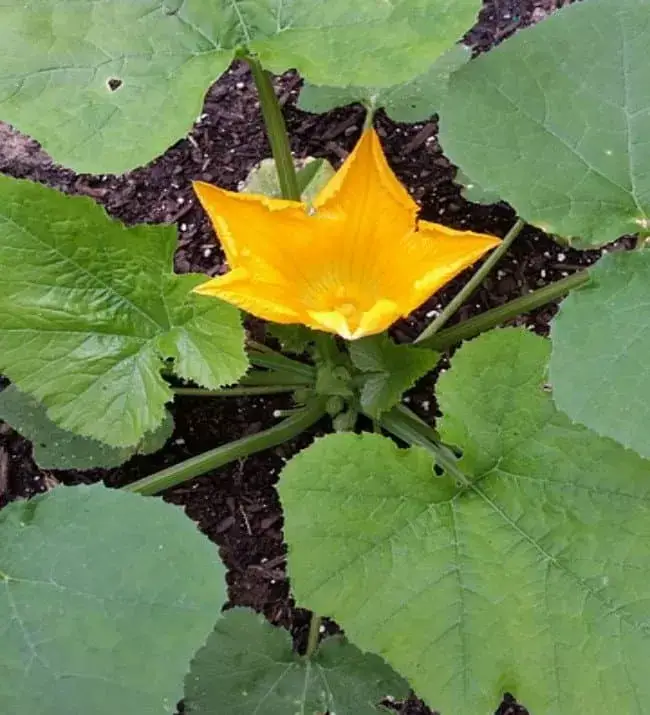Photo of Coltivare zucchine o zucchine, 5 fatti importanti che dovresti sapere