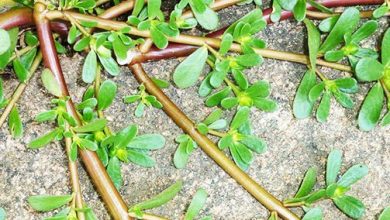 Photo of Coltivazione ecologica di Portulaca e sue proprietà nutritive