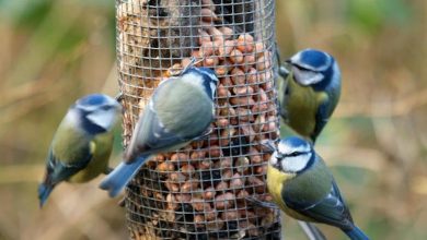 Photo of Come attirare gli uccelli nell’orto e nel giardino biologico