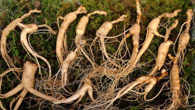 Photo of Come coltivare il proprio Ginseng in modo biologico e sfruttare le sue proprietà medicinali