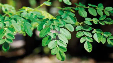 Photo of Come coltivare la Moringa