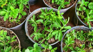 Photo of Come coltivare la stevia in 7 passaggi