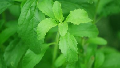 Photo of Come fare la stevia liquida in casa