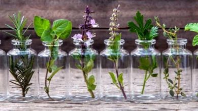 Photo of Come fare un infuso di piante medicinali