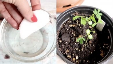 Photo of Come germinare i semi facilmente e velocemente