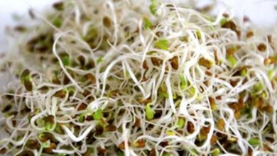Photo of Come preparare germogli di erba medica, broccoli, ceci, sedano, lenticchie, ecc.