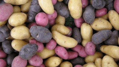 Photo of Come coltivare le patate in busta: ottieni le migliori patate in busta