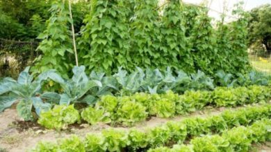 Photo of Cos’è l’agricoltura biologica: tutto ciò che devi sapere