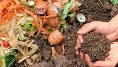 Photo of Domande frequenti sul compost: tutto ciò che devi sapere