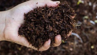 Photo of Concimi naturali per il tuo orto biologico