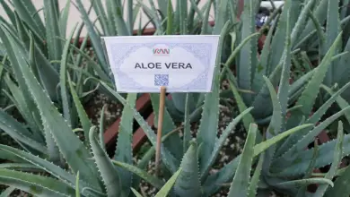 Photo of ▷ Aloe vera o aloe vera, applicazioni medicinali e controindicazioni