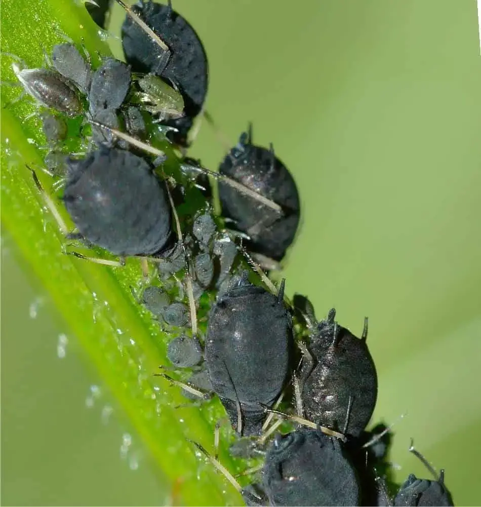 Photo of Controllo degli insetti con piante aromatiche
