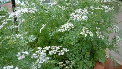 Photo of Coriandolo: coltivazione e cura di questa pianta aromatica e medicinale