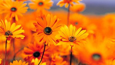 Photo of Cosmetici ecologici e cosmetici naturali: sono la stessa cosa?