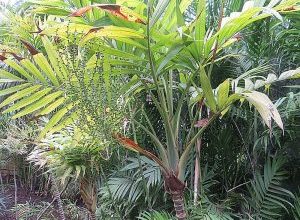 Photo of Coltivare Palmera de Salón: [Luce, Cura, Substrato e Irrigazione]