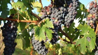 Photo of Come piantare la vite e ottenere uva (o vino) premium: [Guida completa]